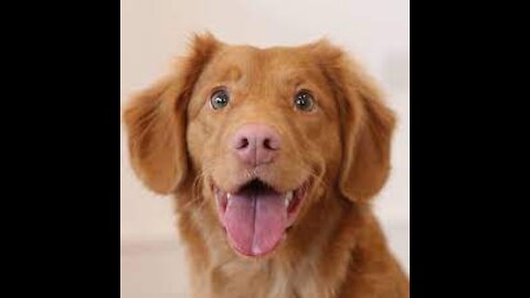 15 Best Trained & Disciplined Dogs in The World awesome!