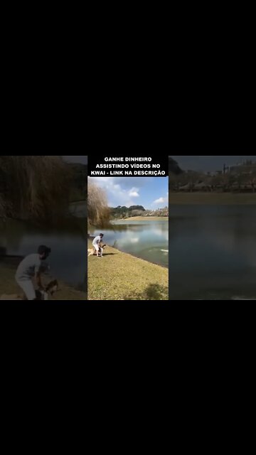 capivara atacando cachorro