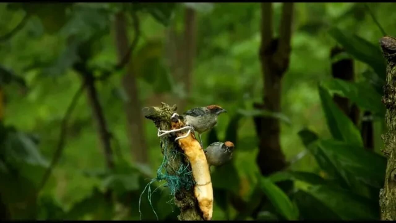 Relaxing Music-Rain forest with birds music for relaxation