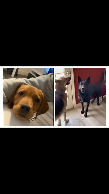 Cutest Dogs Videos | funny