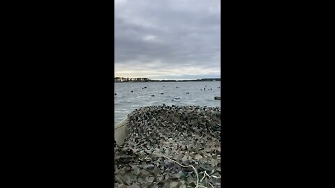 Ruddy ducks