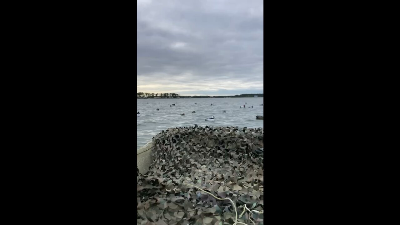 Ruddy ducks