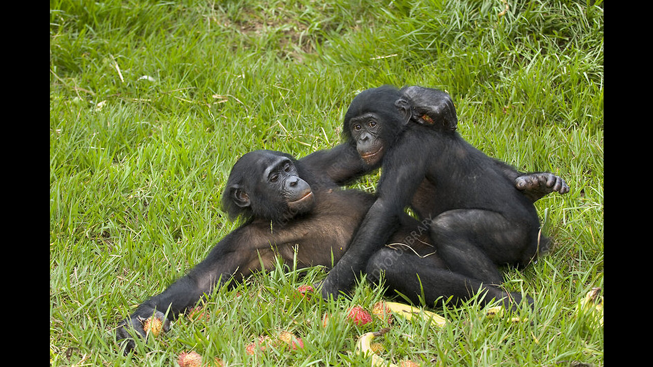 CHimpanzee Mating like a Human - Surprising Behaviour