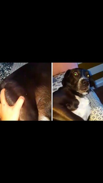 Relaxed Dog is startled by slapping his butt