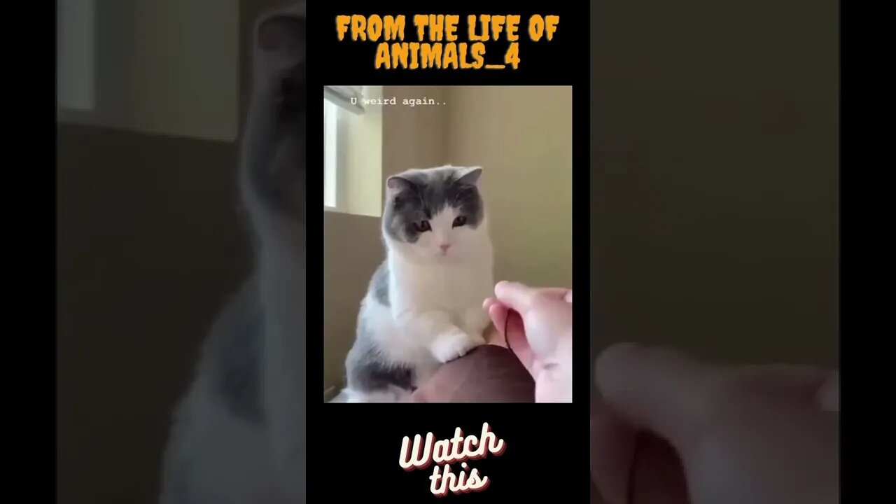 Fromthe life of animals_4#video #tik tok #tiktokshorts #catvideo #shorts #tiktok #viral #viralshort