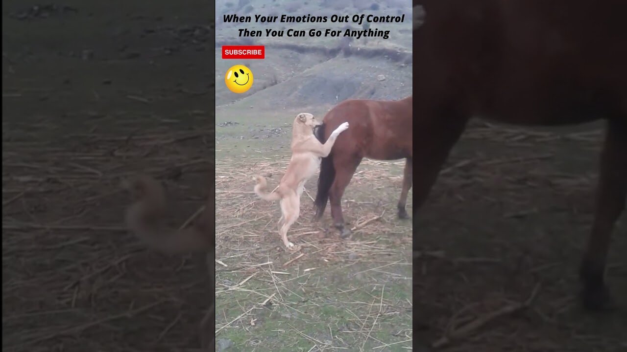 Horse's Kick Vs The Dog's Sad End | Fail Of The Month | Funny Trends