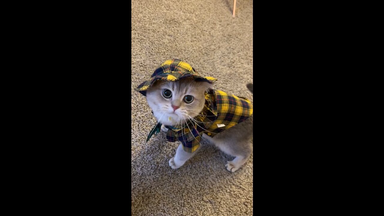 cat with hat