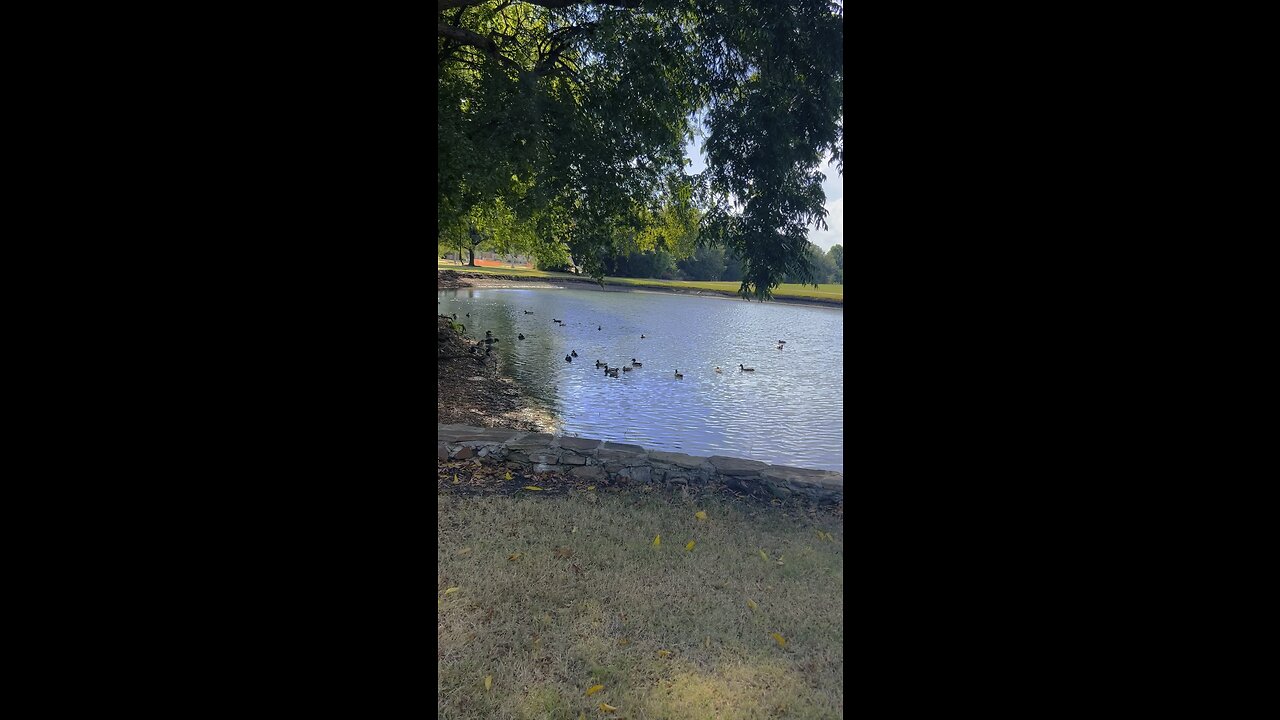 Ducks