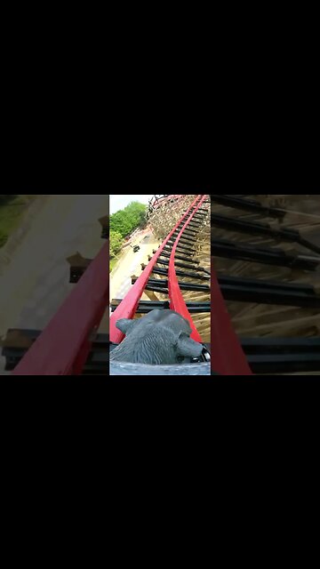 NEW Hersheypark’s Wildcat’s Revenge POV 🎢 #shorts