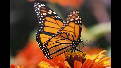 What is a Monarch and Sobriquet