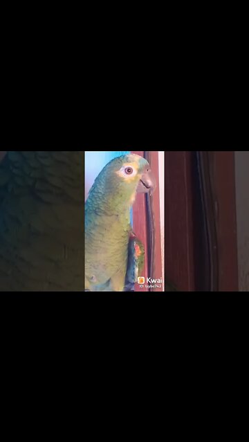 o papagaio falante contando piadas engraçadas #shorts