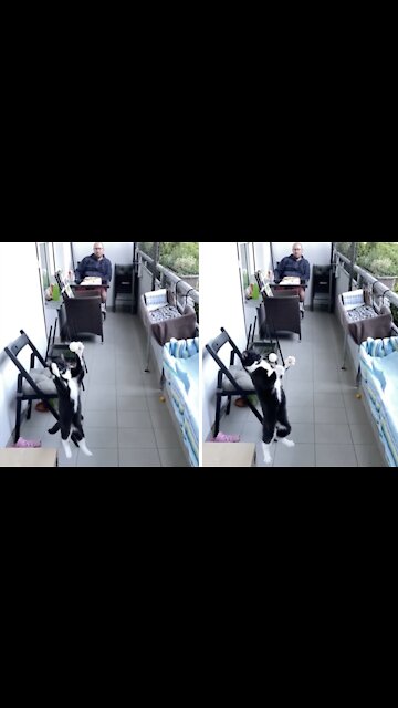 Kitty plays with bouncy ball in epic slow motion