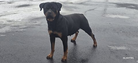 Du_rotties