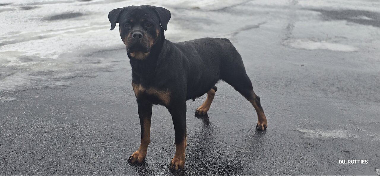 Du_rotties