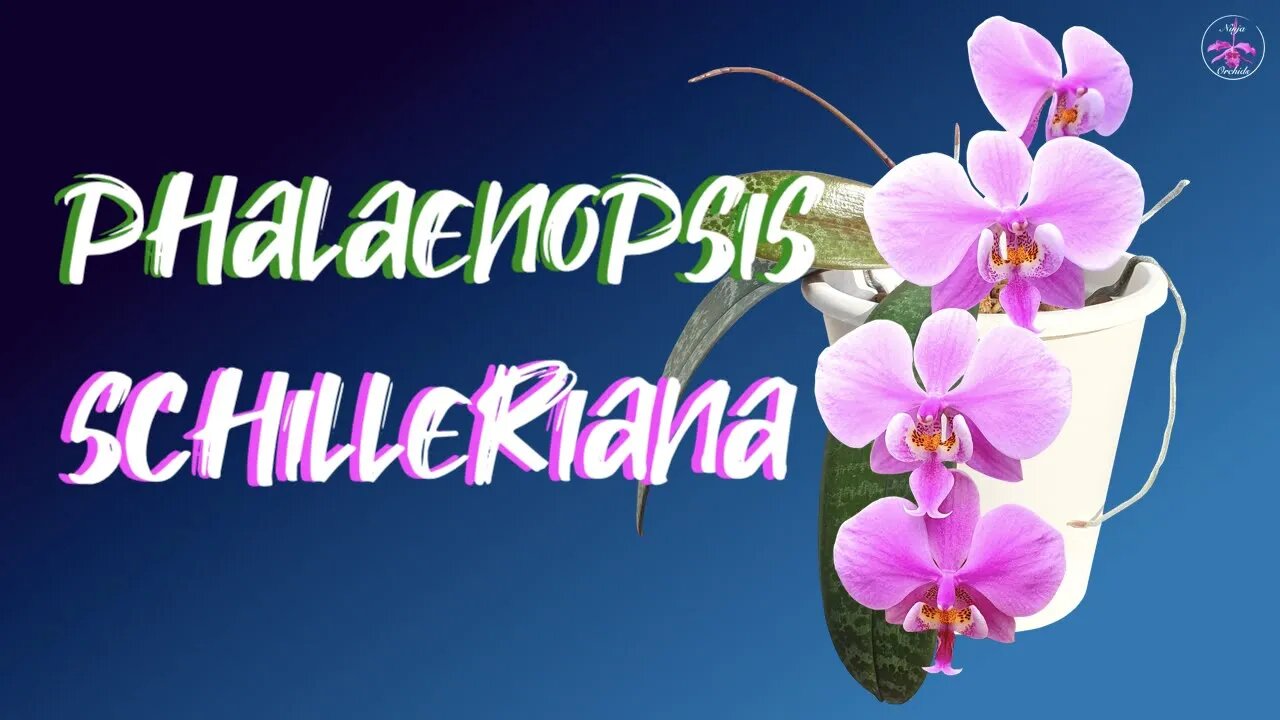 #GVOS2020 - Phalaenopsis schilleriana