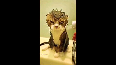 funny cat
