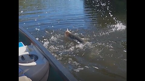 Cold Fronts Coming, and the Snook are Hungry