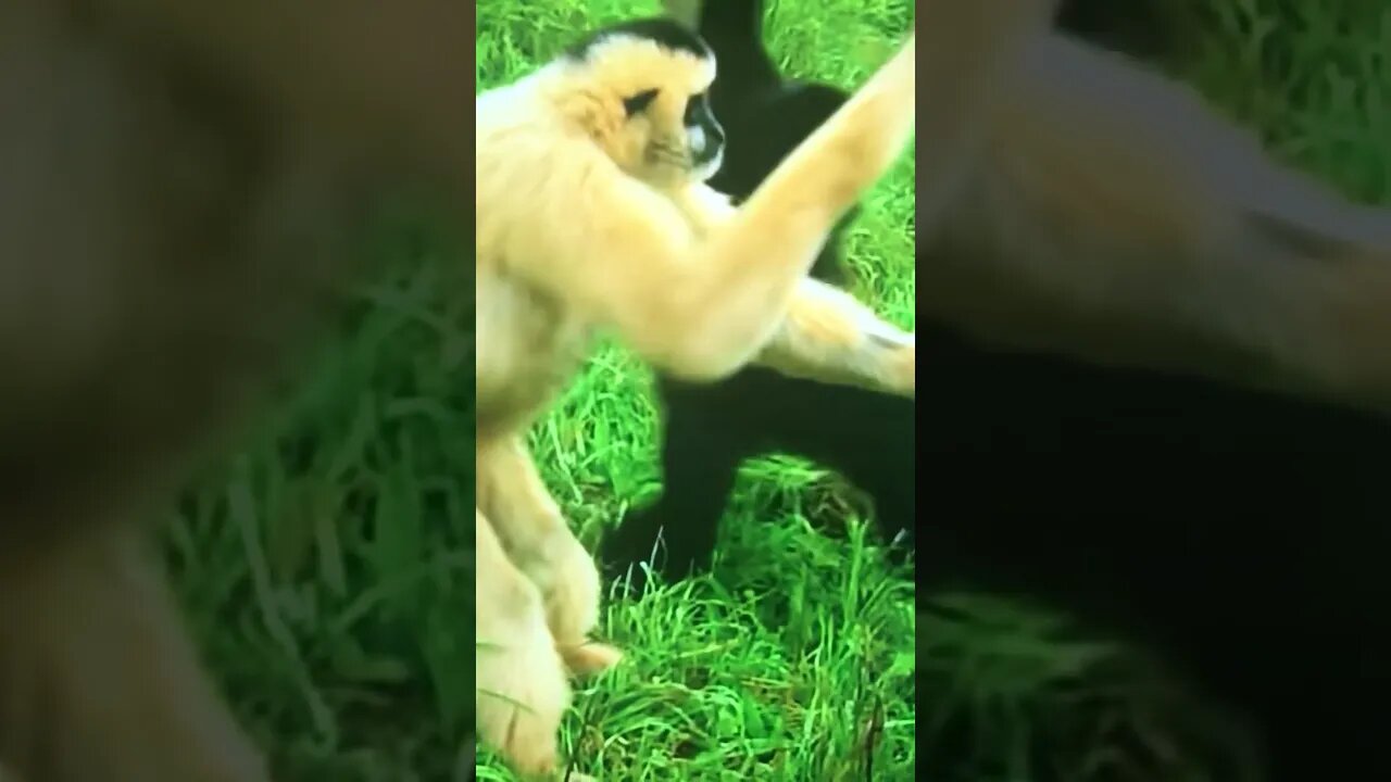 Animals that look FAKE