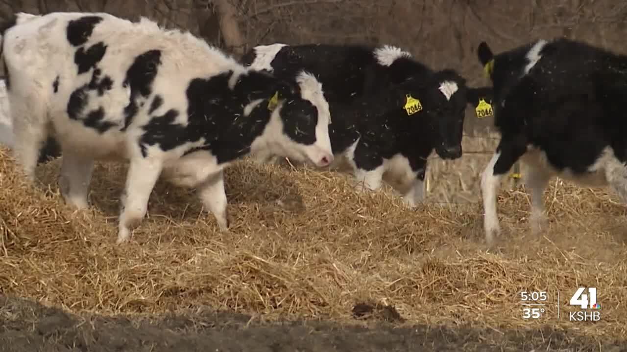 Dairy farm gets ready for winter weather