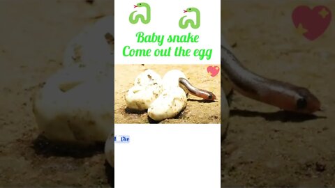 Baby snake come out eggs 🥚