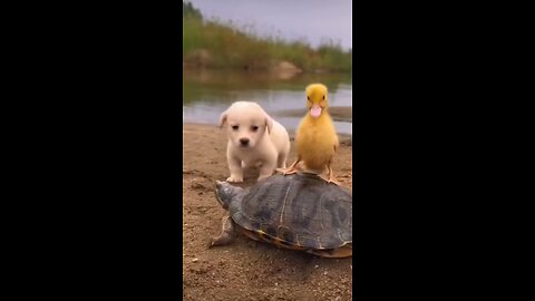 cute animal video #shorts #animals