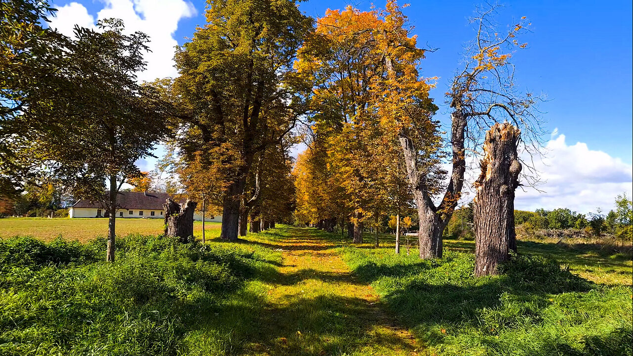 The Lost Church In Autumn - ASMR Relaxing Virtual Forest Walk Nature Sounds No Music