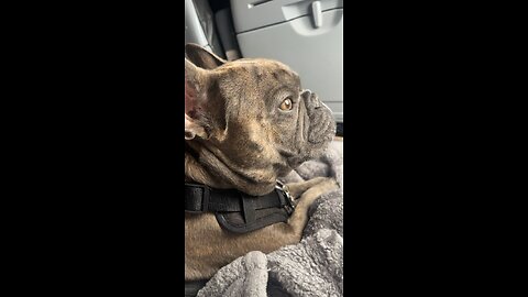Flying Frenchie