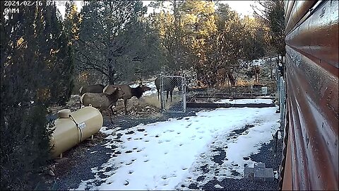 Elk party