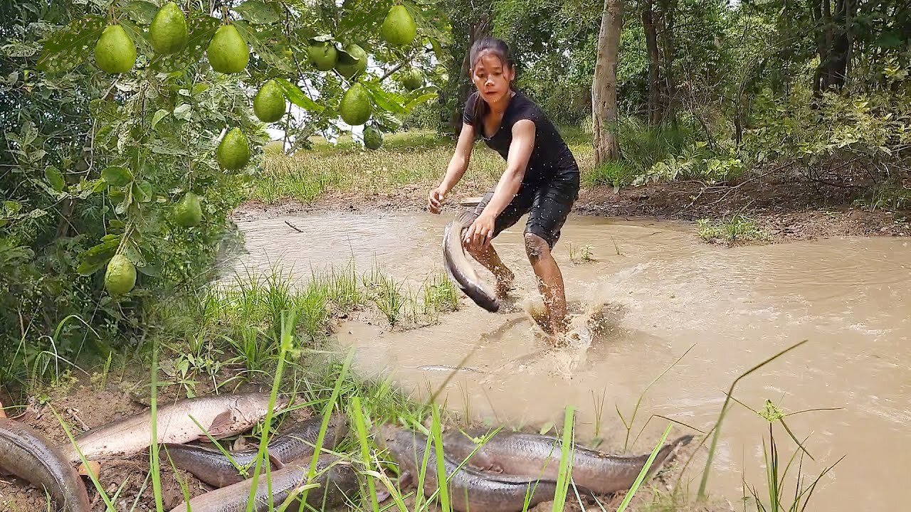 Unbelievable ! Catching Snakehead fish in mud and grilling for jungle food