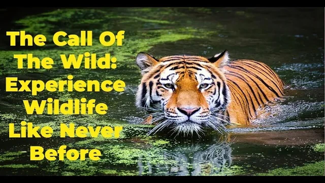 The Call of the Wild (Jungle) : Experience Wildlife Like Never Before