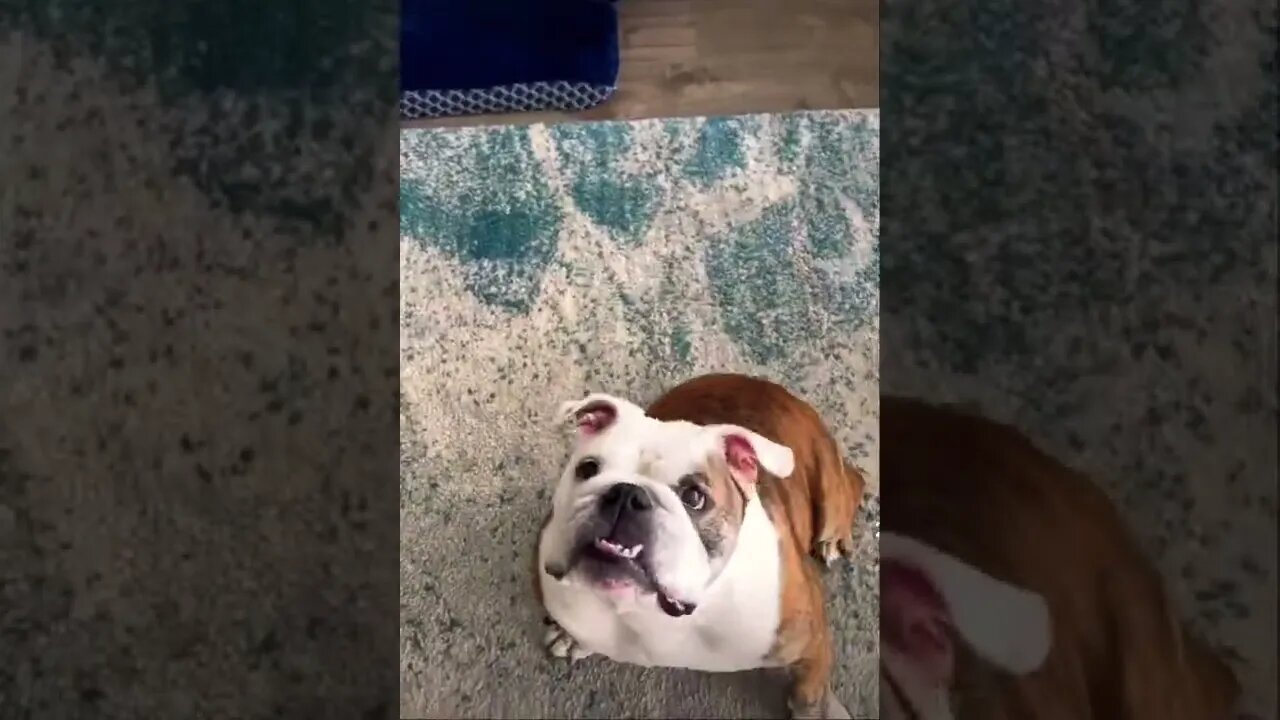 Funny doggo 👑 🥺❤️ please get this viral | #viral | #funnydogs | #trending | #shorts