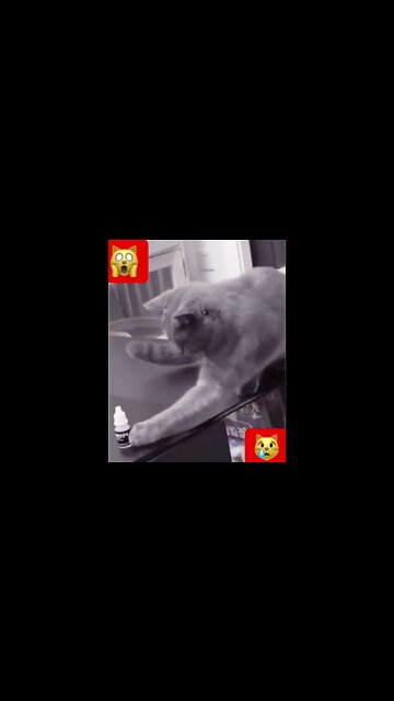 Gato entende mímica #shorts