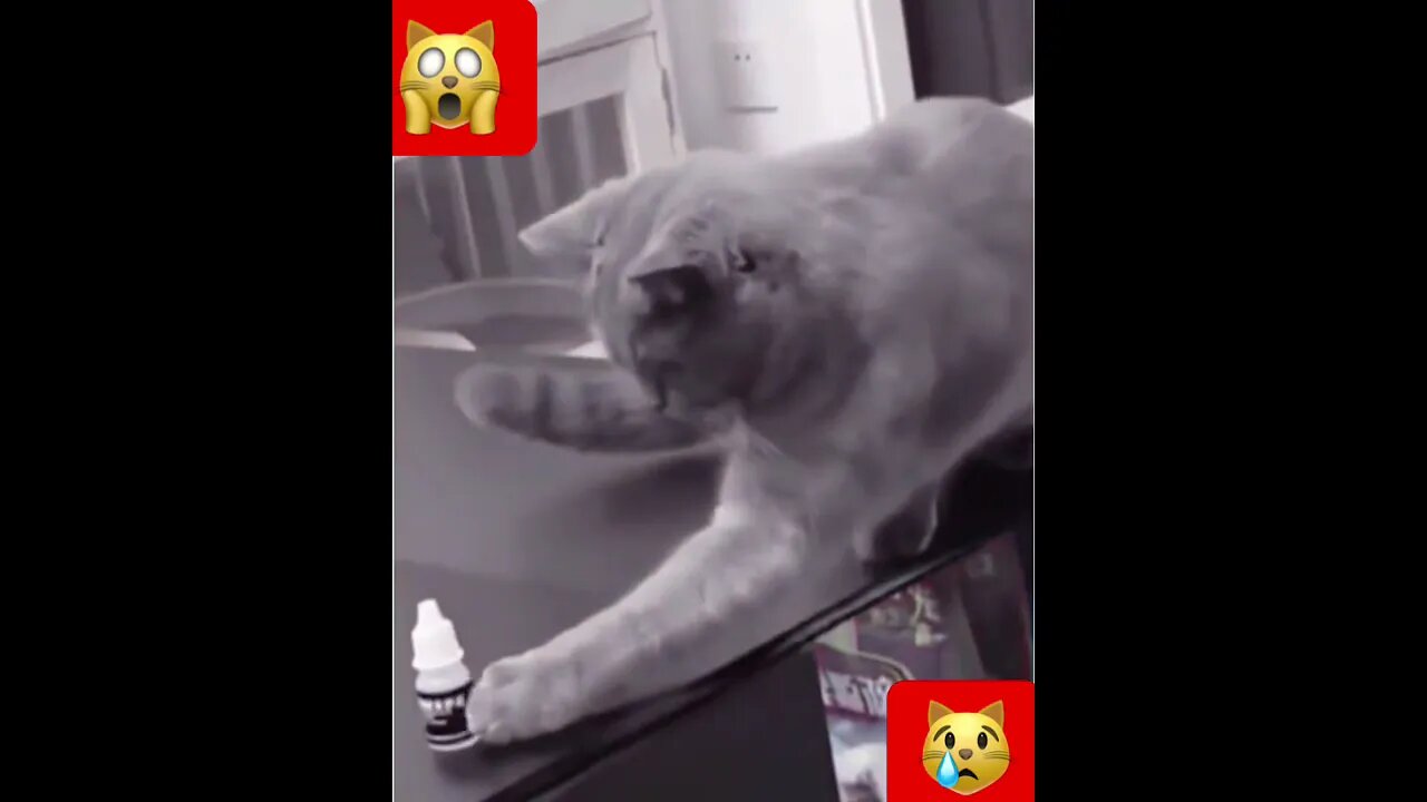 Gato entende mímica #shorts