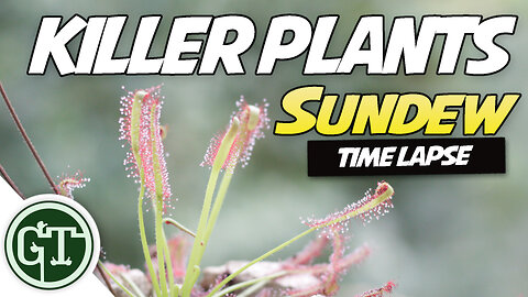 Cape Sundew Plant Eating Fly