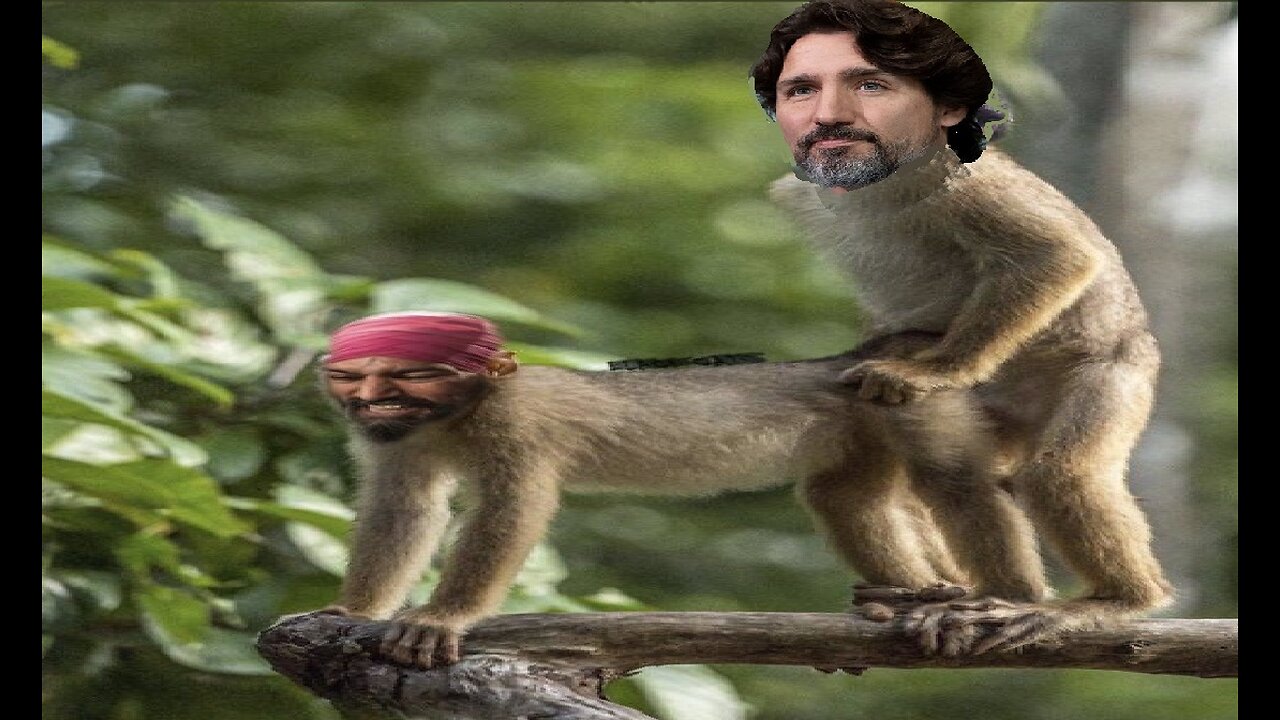 MONKEY BUSINESS