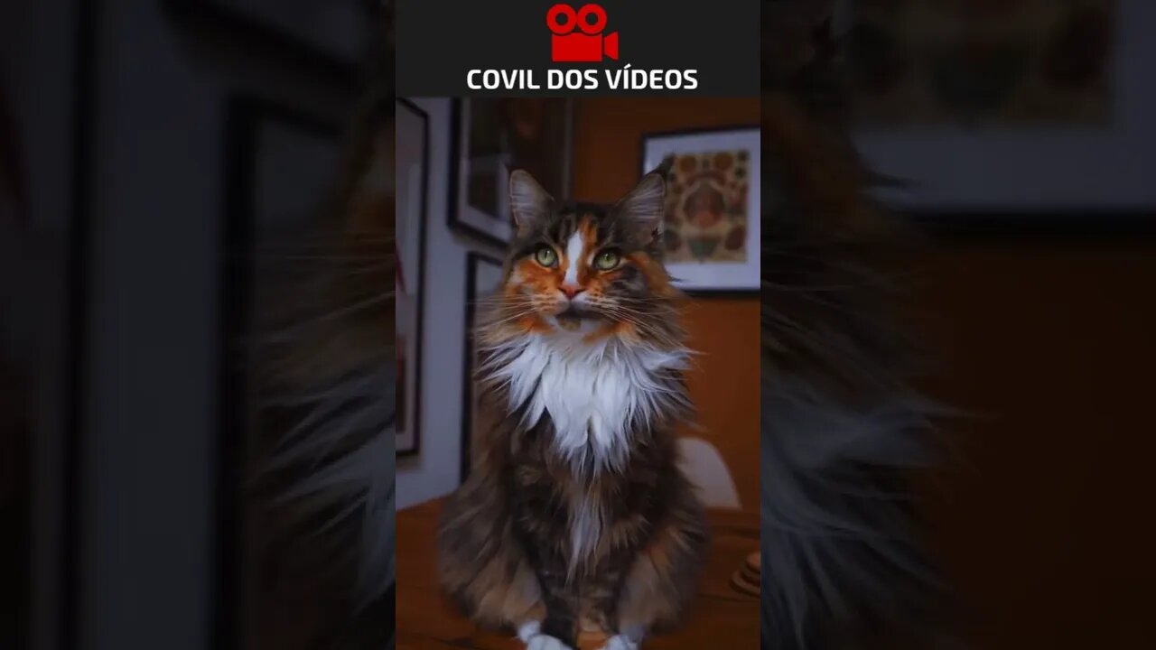 o gato mais lindo de todos