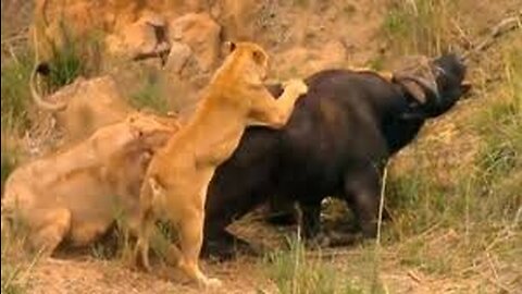 Animals dangerous fight in jungle