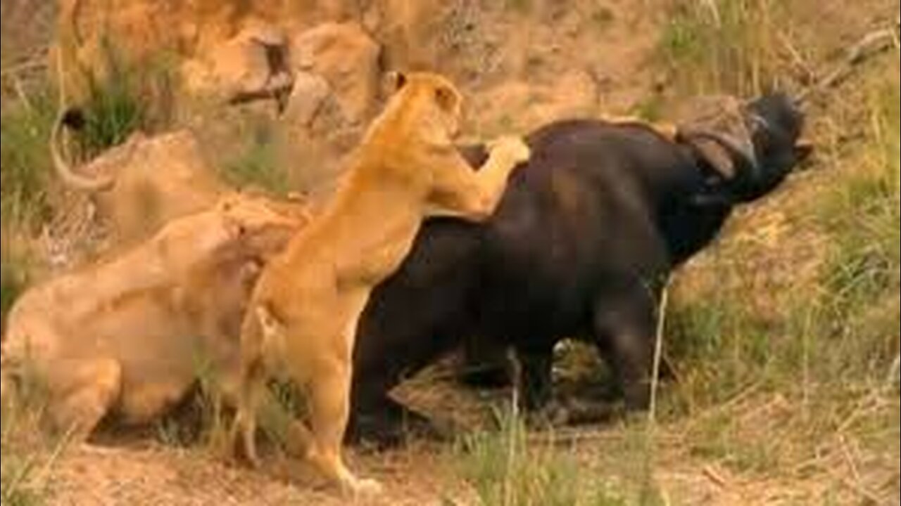 Animals dangerous fight in jungle