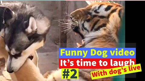 Funny Dog Video, it's Time to Laugh 2021with Dog´s Live