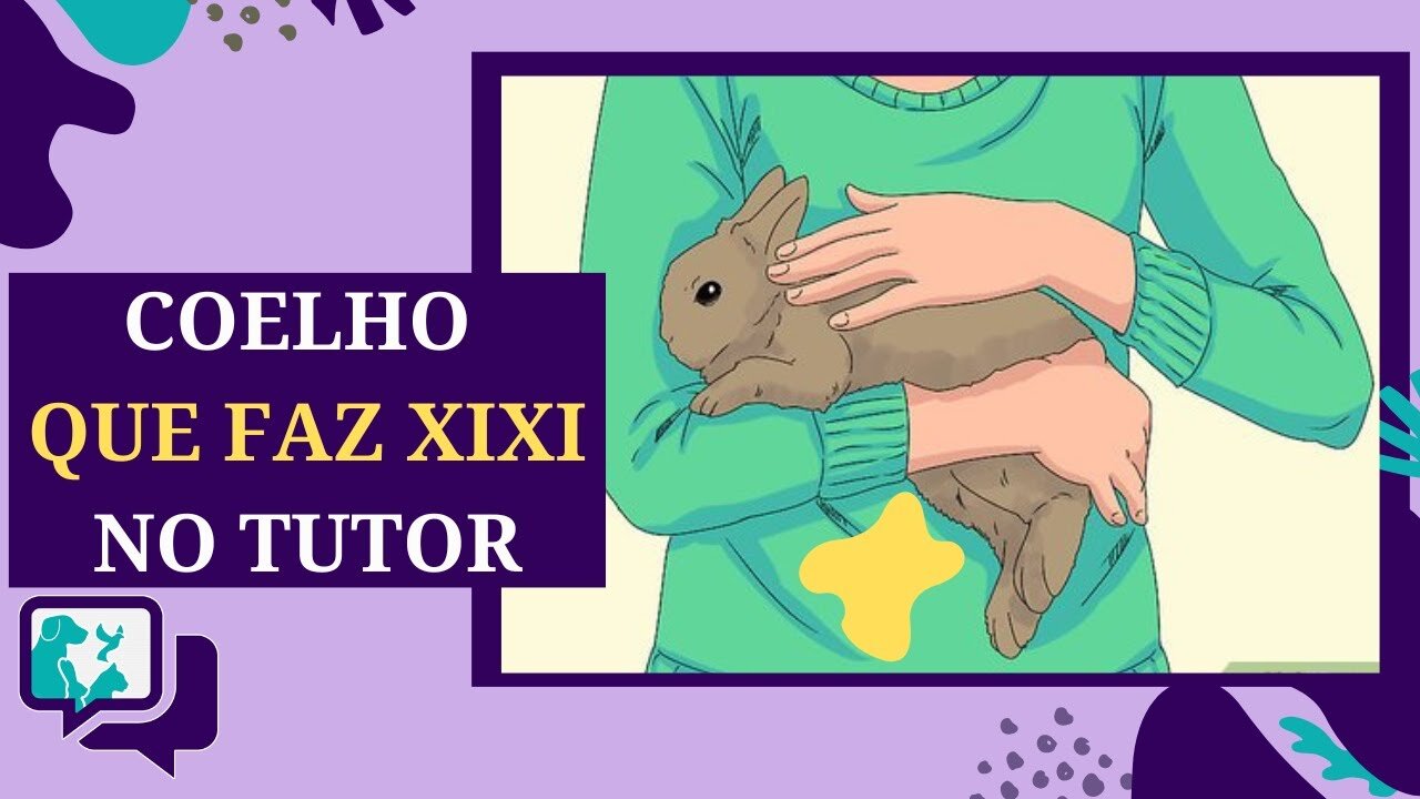 Por Que Meu Coelho Faz Xixi Em Mim? Entenda as causas e soluções para esse comportamento