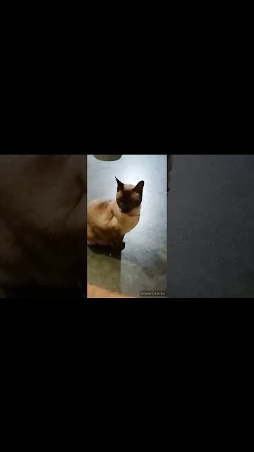 THESE CATS BETTER NOT START FIGHTING