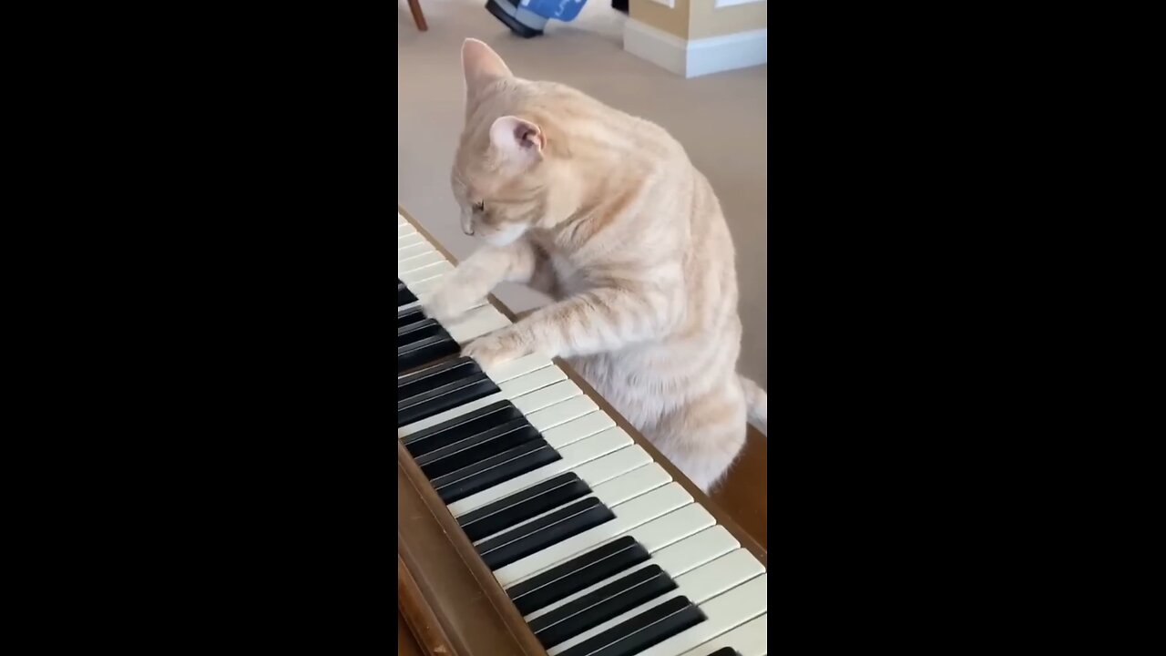 cat play piano 🎹 animal