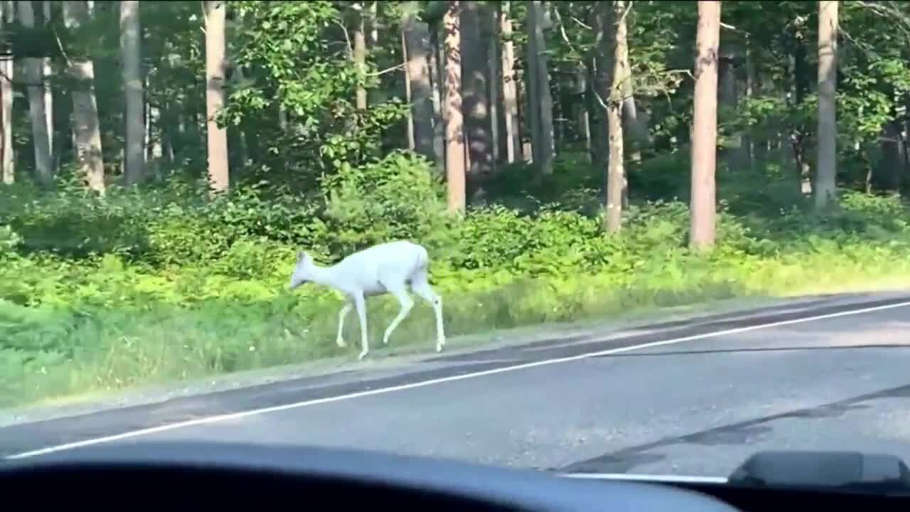 IN DEPTH: White deer in Wisconsin
