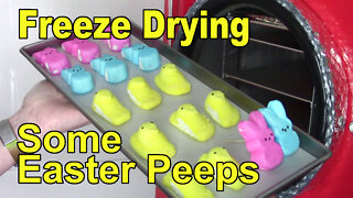 Freeze Drying A few Peeps, Bunnies and Chicks, for Easter