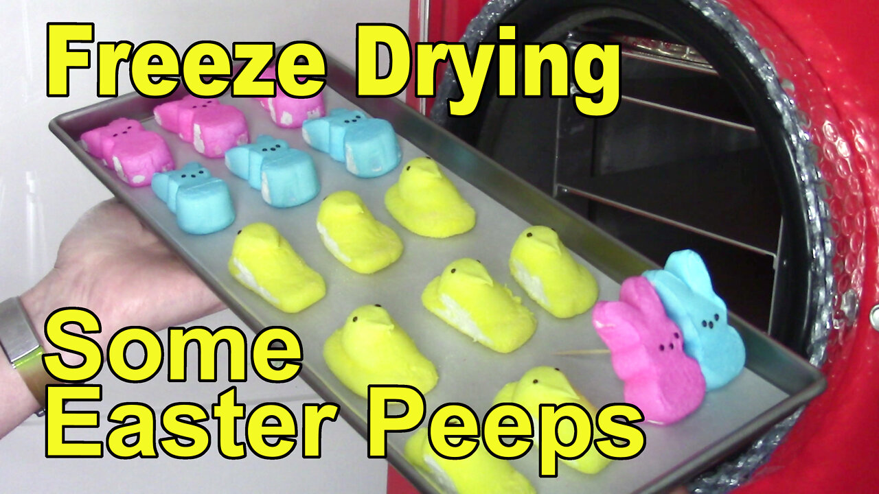 Freeze Drying A few Peeps, Bunnies and Chicks, for Easter