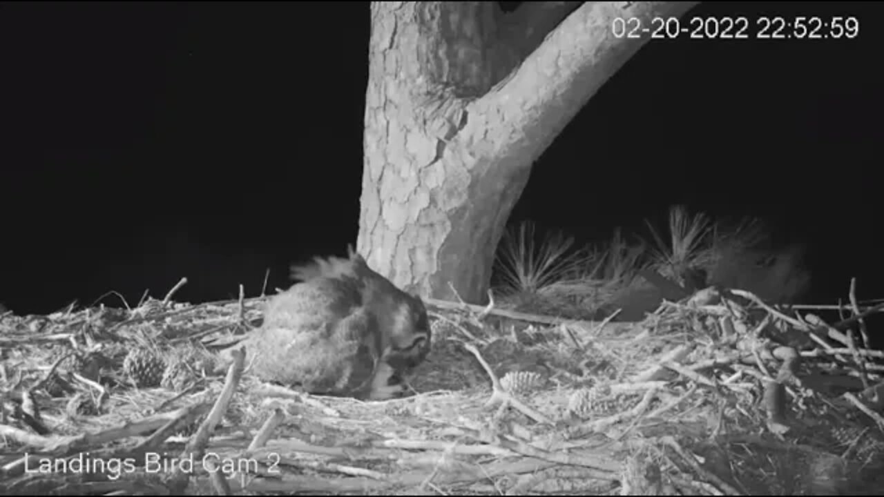 Owlet Feeding-Late Night 🦉 2/20/22 22:52