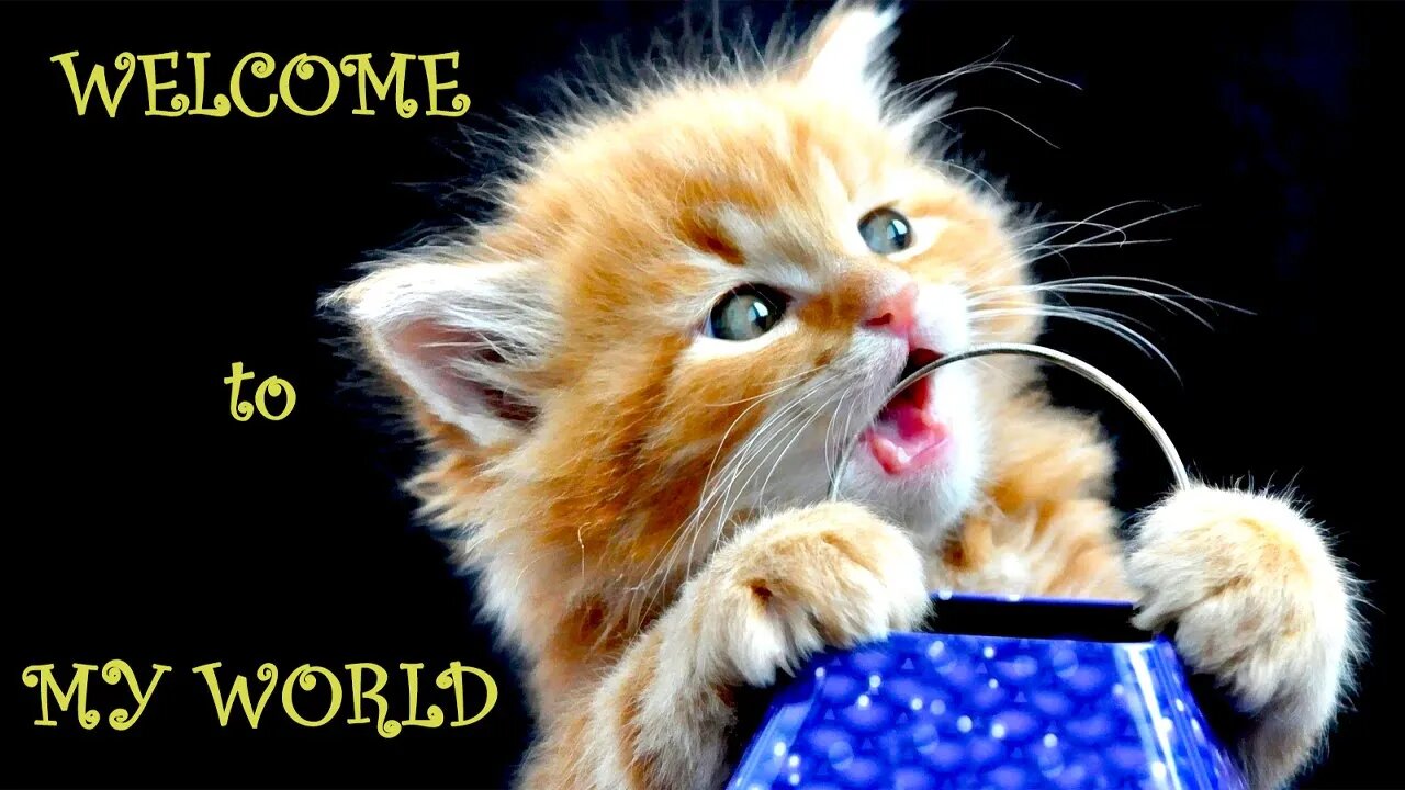 Funny videos Cats and Dogs Funny Videos Cute Pets Video Compilation