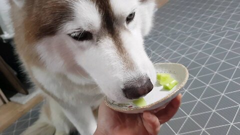 Vegetarian Husky Tan(puchitan)