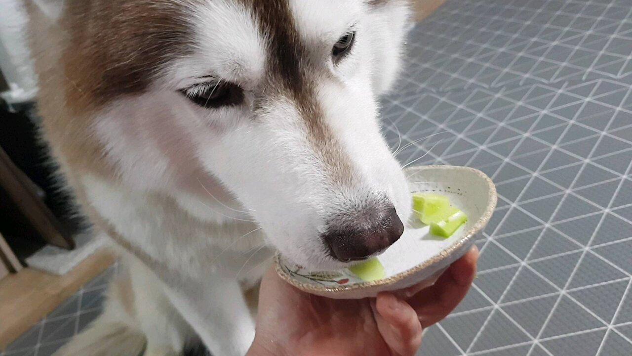 Vegetarian Husky Tan(puchitan)