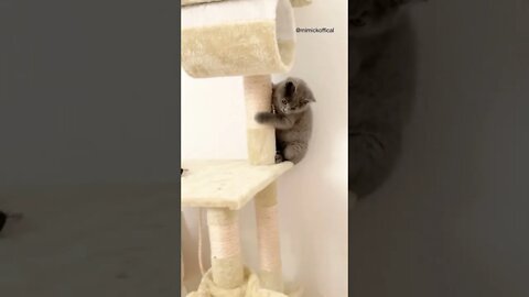 see Mimicko Kitten is having fun playing